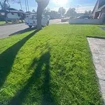 A Southern California lawn treated by Lawnscape Systems